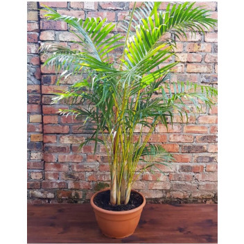 PLANT INDOOR FOLIAGE SCHEFFLERA ARBORICOLA GREEN 23CMI