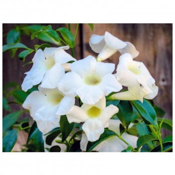 STAKED PINK BOWER VINE PANDOREA JASMINOIDES CHARISMA CLIMBER PLANT 9L