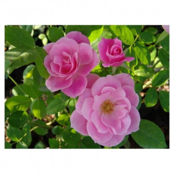 PLANT SHRUB ROSE SIMPLICITY BRIL. PINK 10L STD