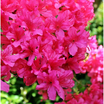 PLANT SHRUB AZALIA ENCORE CARNIVAL (PBR) 17CM