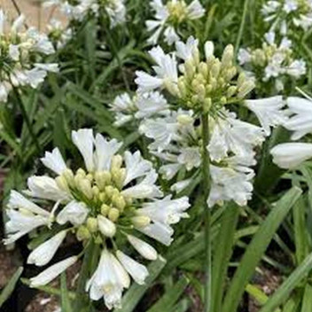 AGAPANTHUS BLACKJACK SHRUB PLANT 19CM