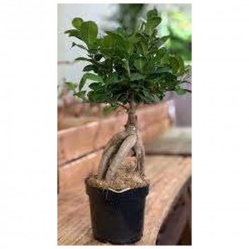 BONSAI TREE PLANT IN POT/BAG