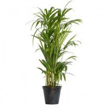 BAMBUSA NIGRA BLACK BAMBOO SHRUB OUTDOOR PLANT 9L