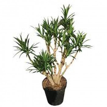 PLANT INDOOR FOLIAGE PACHIRA BRAIDED/PLATTED 23CM