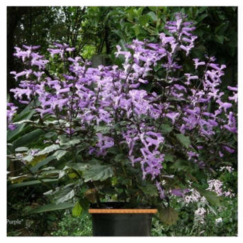 PLANT GROUND COVER PLECTRANTHUS MACIG MONA 17CM
