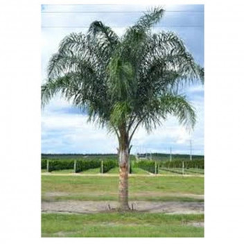 QUEEN PALM COCOS PLUMOSA PALM PLANT 50L