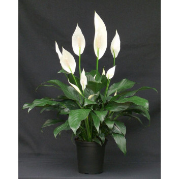 SPATHIPHYLLUM FLOWER INDOOR PLANT 2PER PACK 23CM