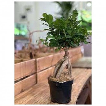 PLANT TREE FICUS HAWAII LOLLY 10L