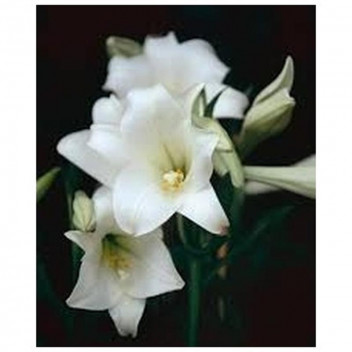 LILIUM LONGIFLORUM SNOW QUEEN FLOWER BULB 5PK