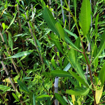 PLANT SHRUB SYZIGIUM EUGENIA MYRTIFOLIA STD 10LIT