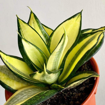 PLANT SUCCULENT  SANSEVIERA TRIFASCIATA GREEN 17CM