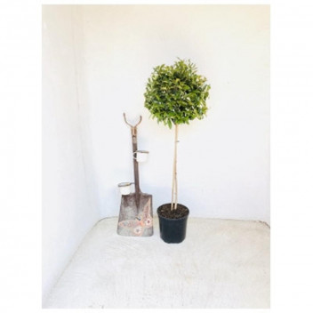 PLANT SHRUB ABELIA GRANDIFLORA 17CM