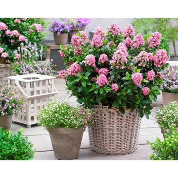 PLANT SHRUB ESCALLONIA IVEY WHITE 17CM