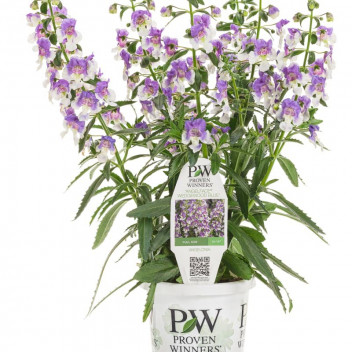 ZANTEDESCHIA ARUM LILY FLOWER PLANT 14CM