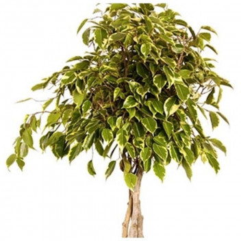 WILD FIG FICUS BENJAMINA ï¿½GOLDEN KINGï¿½ BUSH 30CM