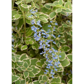 PLANT GROUND COVER SWEDISH IVY PLECTRANTHUS MONA LAVANDER 17CM