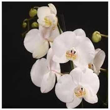 PLANT INDOOR FLOWER PHALAENOPSIS CASCADE (1 STEM) 12CM