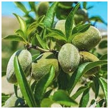 GRANAAT HERSHKOWITZ POMEGRANATE FRUIT PLANT 10L