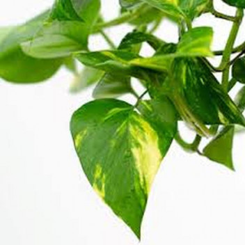 SCINDAPSUS AUREUS FOLIAGE INDOOR PLANT 14CM