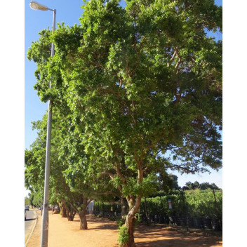 RIVER BUSH WILLOW COMBRETUM ERYTROPHYLUM TREE PLANT 20L