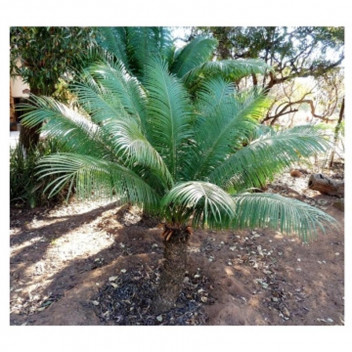 PLANT SHRUB MADAGASCAR CYCAD CYCAS REVOLUTA 22CM (BI)