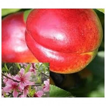 ASSORTED NECTARINE PEACH FRUIT PLANT 10L