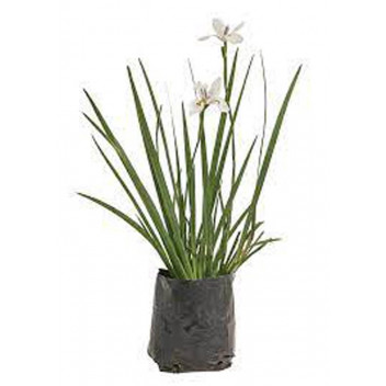 DIETES GRANDIFLORA PLANT 17-19CM