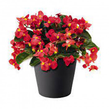 PLANT INDOOR FOLIAGE MEUHLENBECKIA AXILLARIS 21CM ON HEART