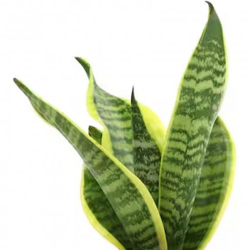 SUPERBA SANSEVIERA TRIFASCIATA SUCCULENT PLANT 10.5CM