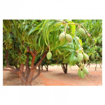 ASSORTED MANGO FRUIT PLANT 18L