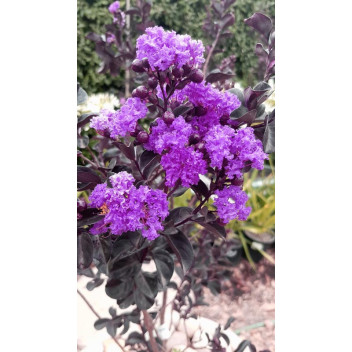 PLANT SHRUB PRIDE OF INDIA LAGERSTROEMIA BEST RED MAGENTA 9L