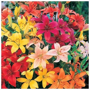LILLIUM ASIFLORUM ASSORTED FLOWER BULBS 8PK