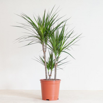DRACAENA MAGENTA FOLIAGE INDOOR PLANT 19CM 2PER PACK