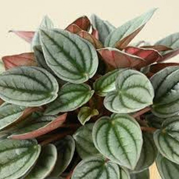 PLANT IND FOLIAGE PEPEROMIA NAPOLI NIGHTS 12CM