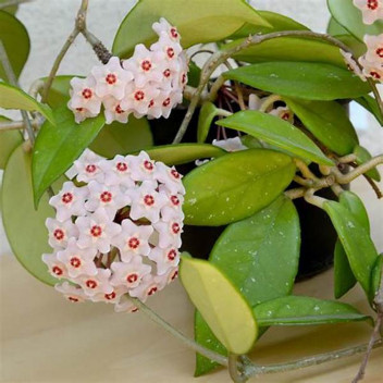 PLANT INDOOR FOLIAGE HOYA CARNOSA GREEN 14CM