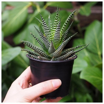 COTYLEDON ORBICULATA GREY SUCCULENT 26CM