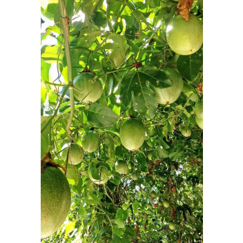 PLANT CLIMBER PASSIONFRUIT GRANADILLA CHRISTINE ON ARCH 19CM TALL