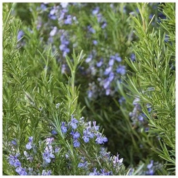 PLANT HERB ROSEMARY BARBEQUE 15CM