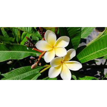 FRANGIPANI (PLUMERIA) ASSORTED TREE PLANT 15L