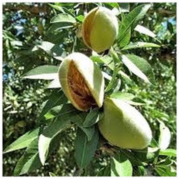 NON PAREIL ALMOND FRUIT PLANT 10L