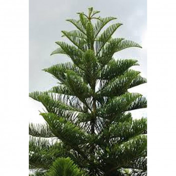 COMBRETUM KRAUSII TREE PLANT 10L