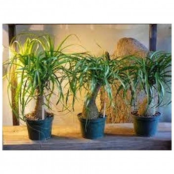 PONY TAIL PALM SPROUTED (BEAUCARNEA RECURVATA) SHRUB PLANT 14-15CM