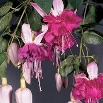 PLANT SHRUB FUCHSIA 16.5 H/B