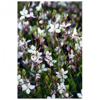 PLANT SHRUB BUTTERFLY BUSH GAURA BELLEZA EARLY WHITE 17CM