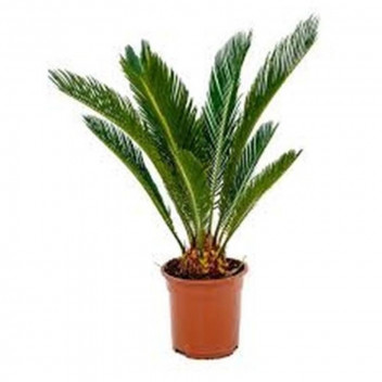 JAPANESE SAGO PALM CYCAS REVOLUTA SHRUB PLANT 15-30L