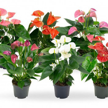 ANTHURIUM MIXED FLOWER INDOOR POT PLANT 14CM