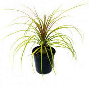 PLANT SHRUB PONY TAIL PALM BEAUCARNEA RECURVATA 19CM
