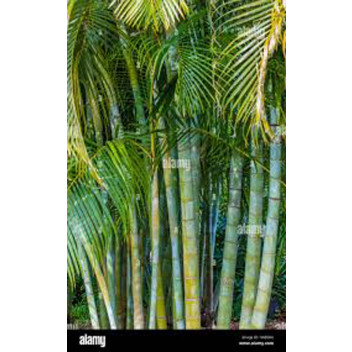 ARECA BAMBOO PALM 25L