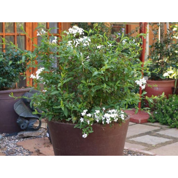 PLANT SHRUB CUPRESSUS STRICTA 43L