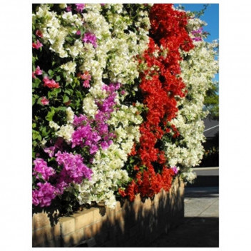 PLANT CLIMBER BOUGAINVILLEA BRILLIANT/COCONUT ICE ASSORTED 17CM (SAKKIE)